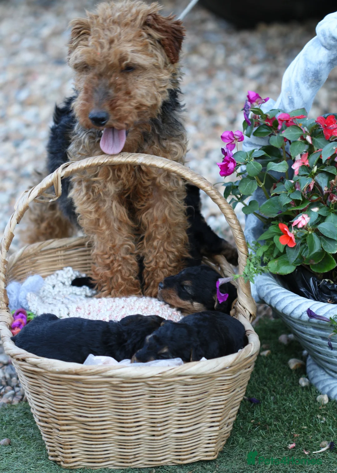 Welsh Terrier dogs for sale: Kc registered Welsh terriers in Southampton - Advert 1