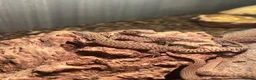 Monitor reptiles for sale: Baby Ackie Monitors - Advert 6