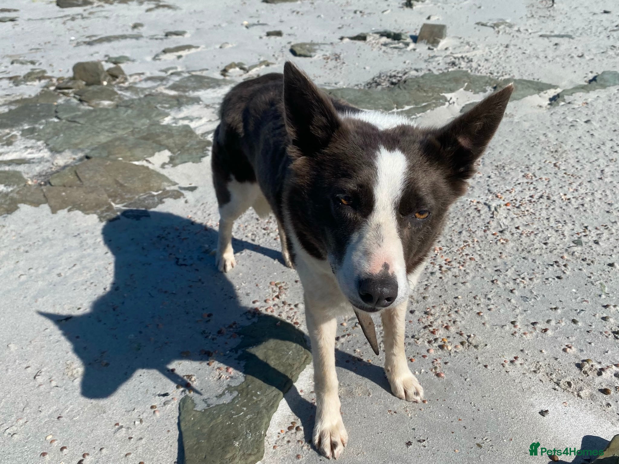 Border Collie dogs Border Collie bitch, 5 years old - Advert 3