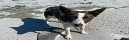 Border Collie dogs for sale: Border Collie bitch, 5 years old - Advert 2