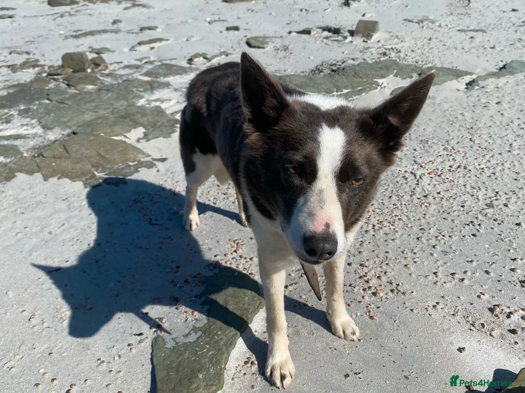 Border Collie dogs for sale: Border Collie bitch, 5 years old - Advert 2