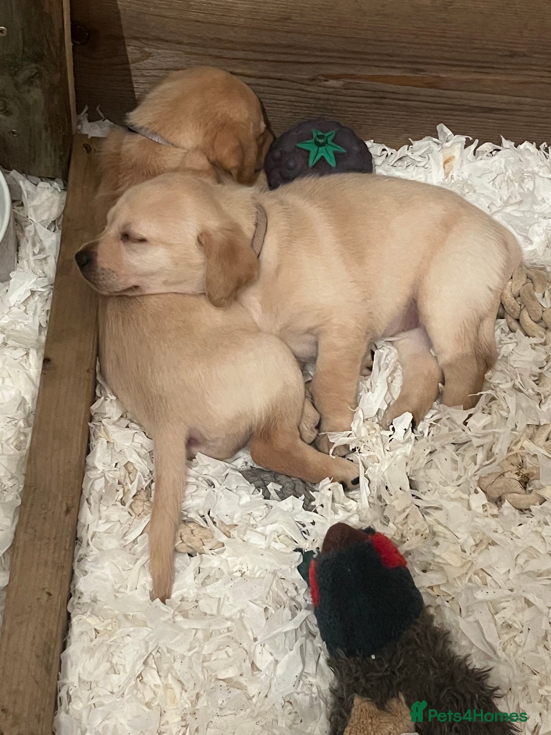 Labrador Retriever dogs for sale: Labrador Puppies - Advert 2