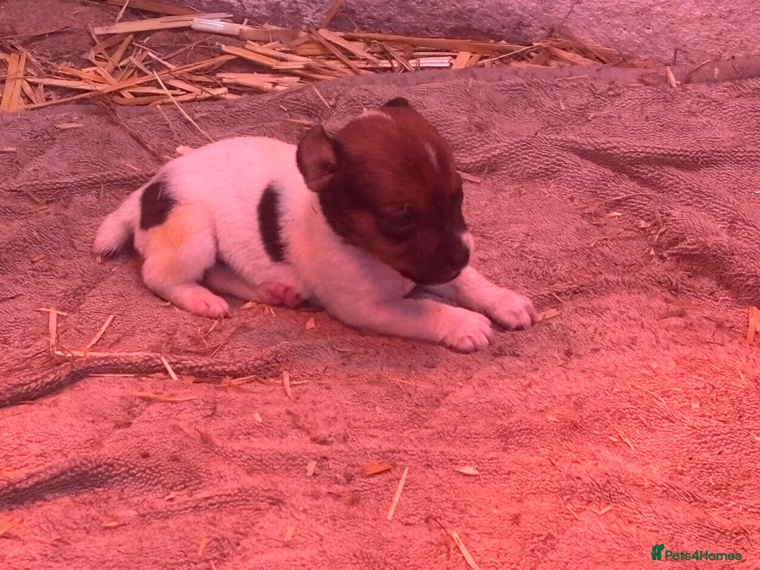 Jack Russell dogs for sale: Beautiful litter of jack Russell’s  - Advert 11