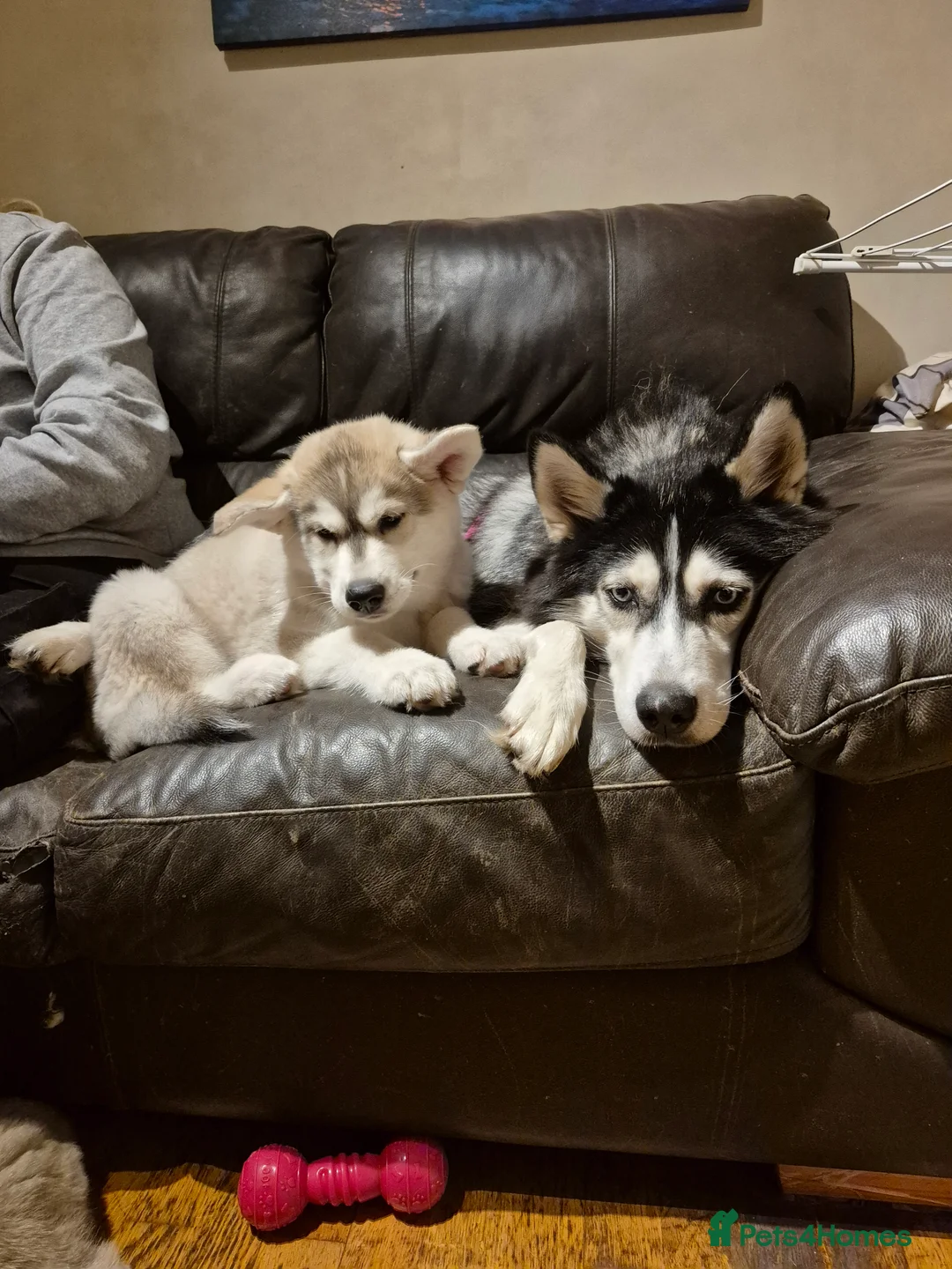 Alaskan Malamute dogs for sale: Alaskan Malamute x Siberian Husky Fluffy Puppy - Advert 3