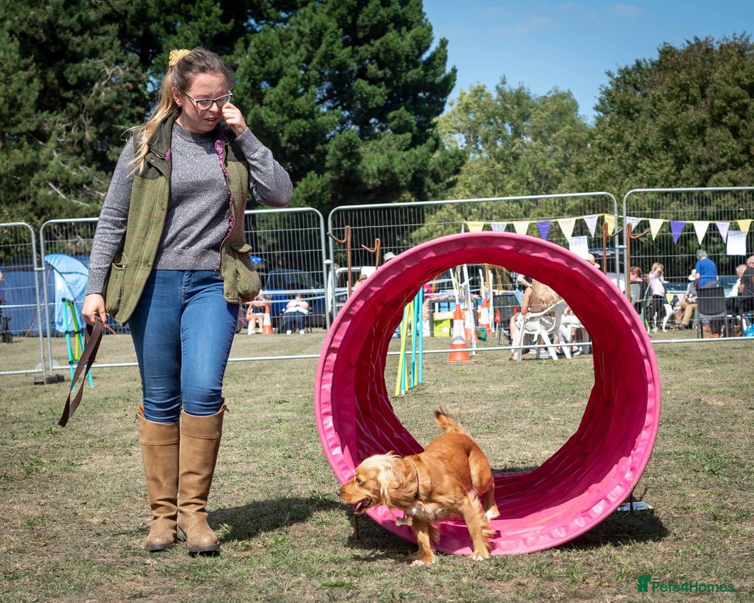Cocker Spaniel dogs for sale: Golden Cocker spaniel puppies working bred  - Advert 8