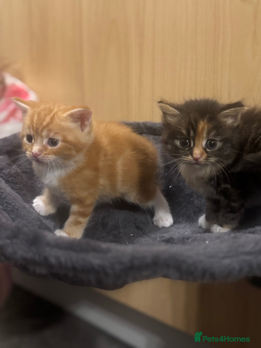 Mixed Breed cats for sale: Main coon mix kittens - Image 11