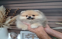 Pomeranian dogs for sale: Beautiful Pomeranian  - Image 10