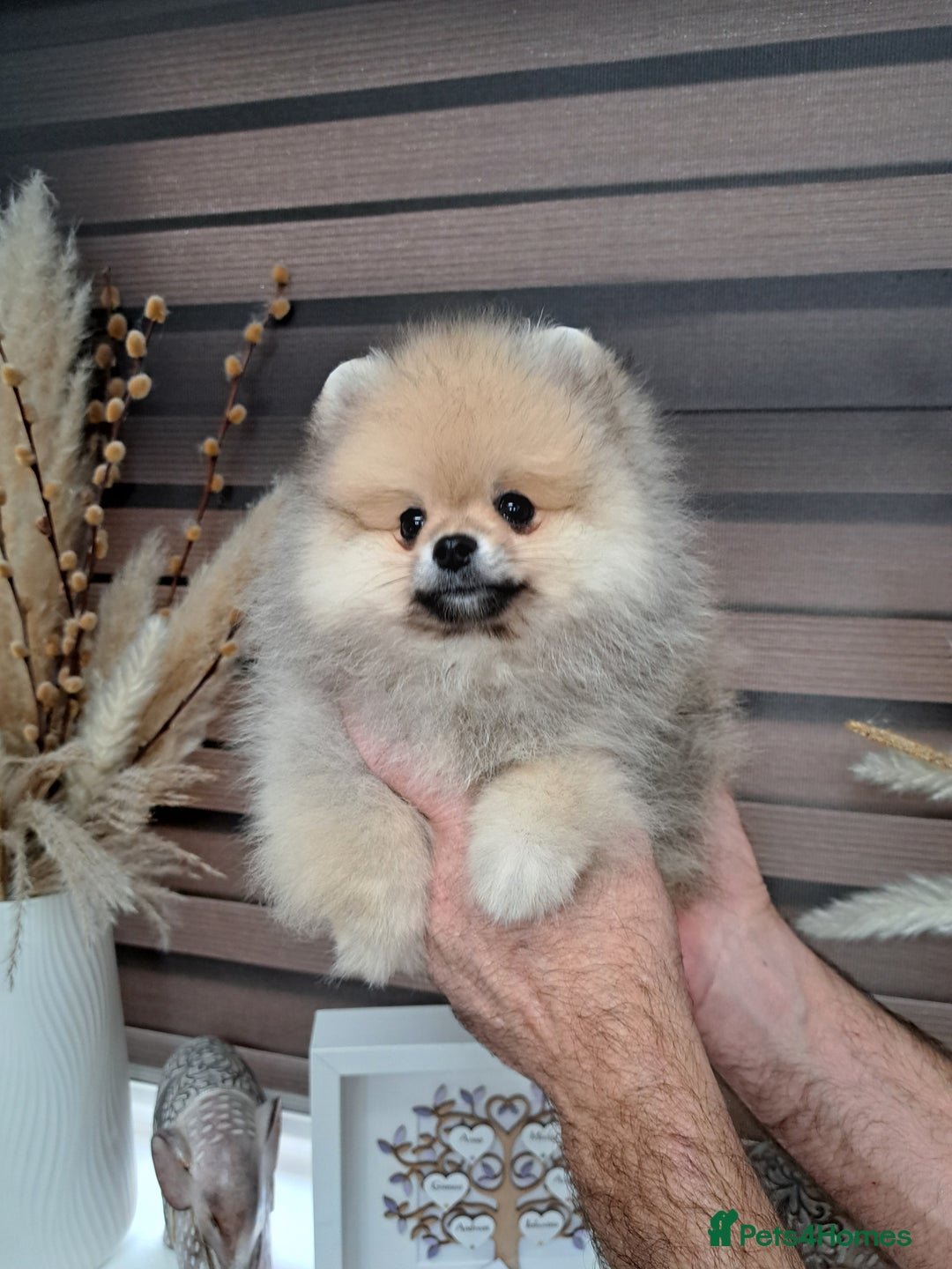 Pomeranian dogs for sale: Beautiful Pomeranian  - Image 10