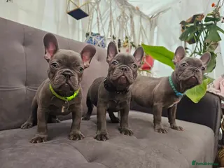 French Bulldog dogs French bulldog puppies - Advert 8