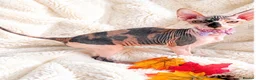 Sphynx cats for sale: 🐾 Beautiful Female Sphynx Kitten – Luna 🐾 - Advert 3