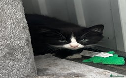 Mixed Breed cats for sale: Beautiful kittens various colours  - Image 11