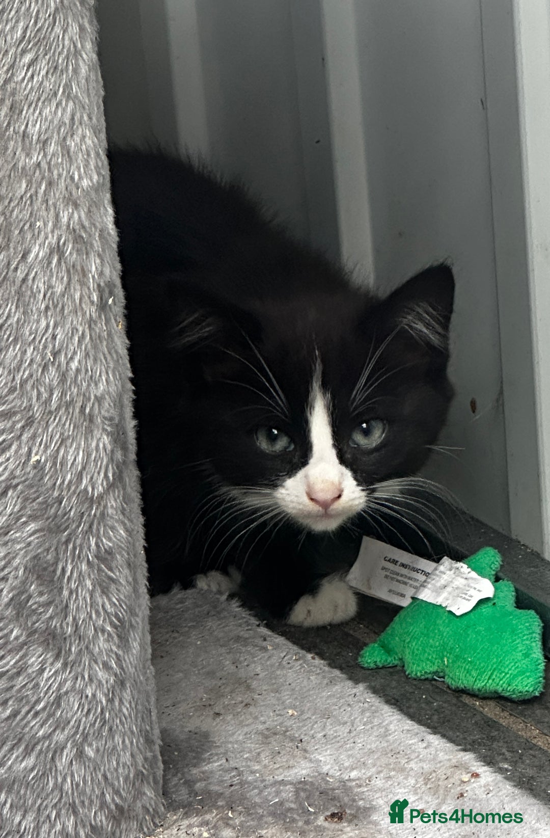 Mixed Breed cats for sale: Beautiful kittens various colours  - Image 11