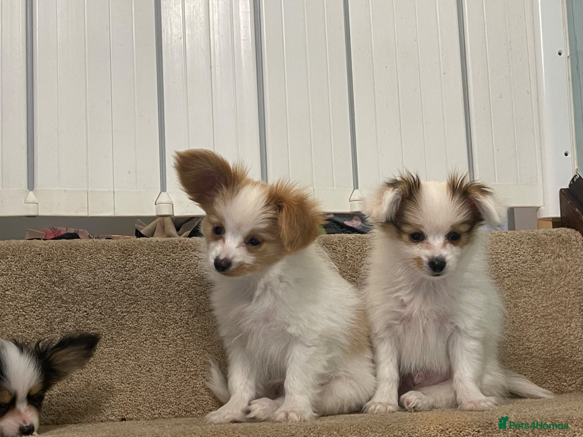 Papillon dogs Papillon Puppies for sale - Advert 8