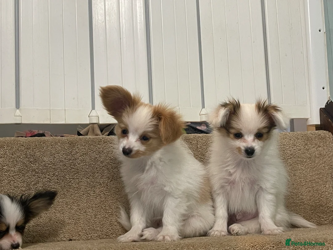 Papillon dogs for sale: Papillon Puppies for sale in Balerno - Advert 1
