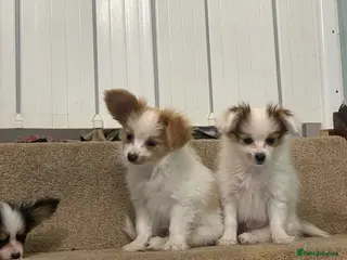 Papillon dogs Papillon Puppies for sale - Advert 8