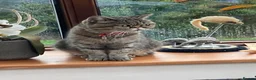 Exotic cats for sale: Exotic cross kitten  - Advert 10