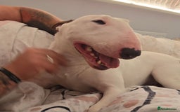 English Bull Terrier dogs for sale: Top Quality Health tested Pups  - Image 9