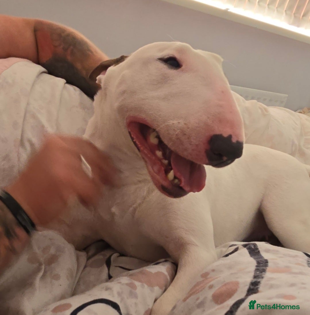 English Bull Terrier dogs for sale: Top Quality Health tested Pups  - Image 9