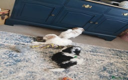 Cavapoo dogs for sale: 2 beautiful females needing a forever home ASAP!!! - Image 5