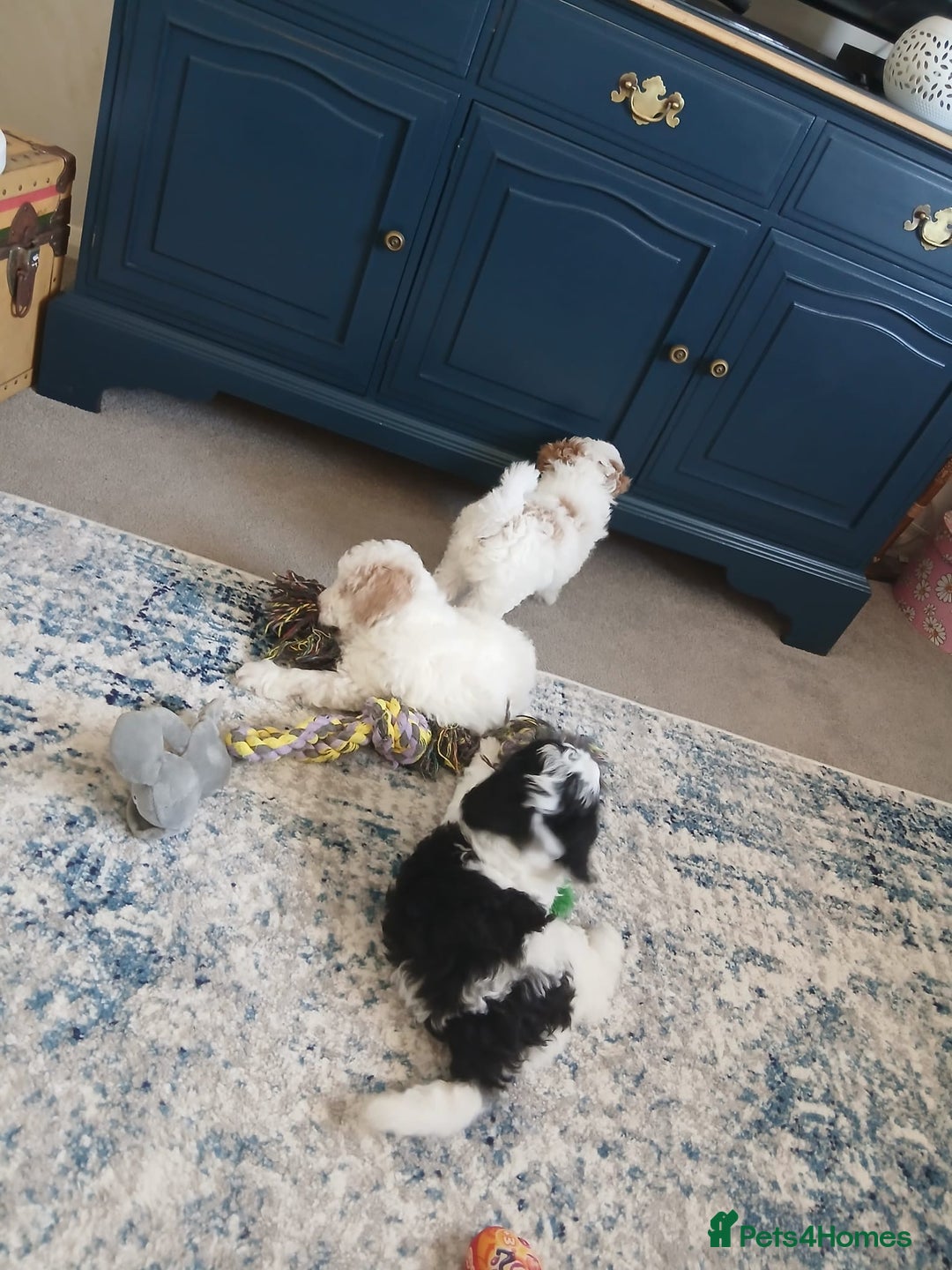 Cavapoo dogs for sale: 2 beautiful females needing a forever home ASAP!!! - Image 5
