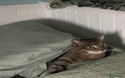 Domestic Shorthair cats for sale: Sweet boy free to a good home - Image 12