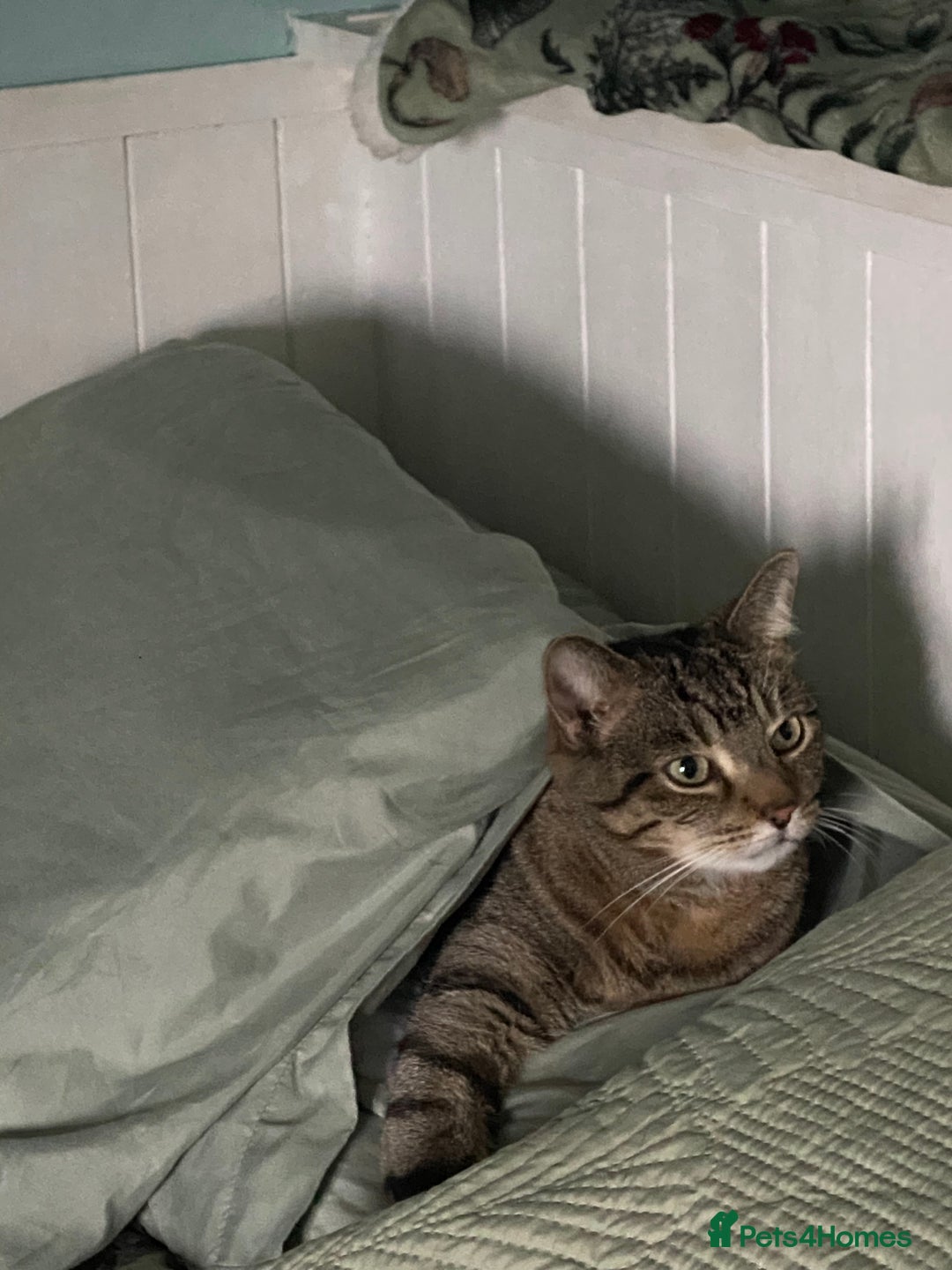 Domestic Shorthair cats for sale: Sweet boy free to a good home - Image 12