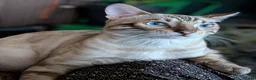 Mixed Breed cats for sale: Snow Lynx Bengal Male - Advert 4