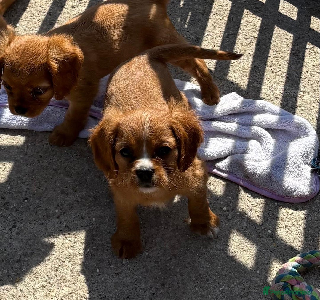 Cockalier dogs for sale: Gorgeous Cockalier Puppies… - Image 9