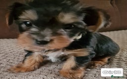 Yorkshire Terrier dogs for sale: Miss Asya puppies - Image 2