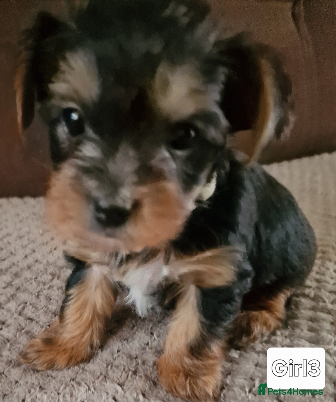 Yorkshire Terrier dogs for sale: Miss Asya puppies - Image 2