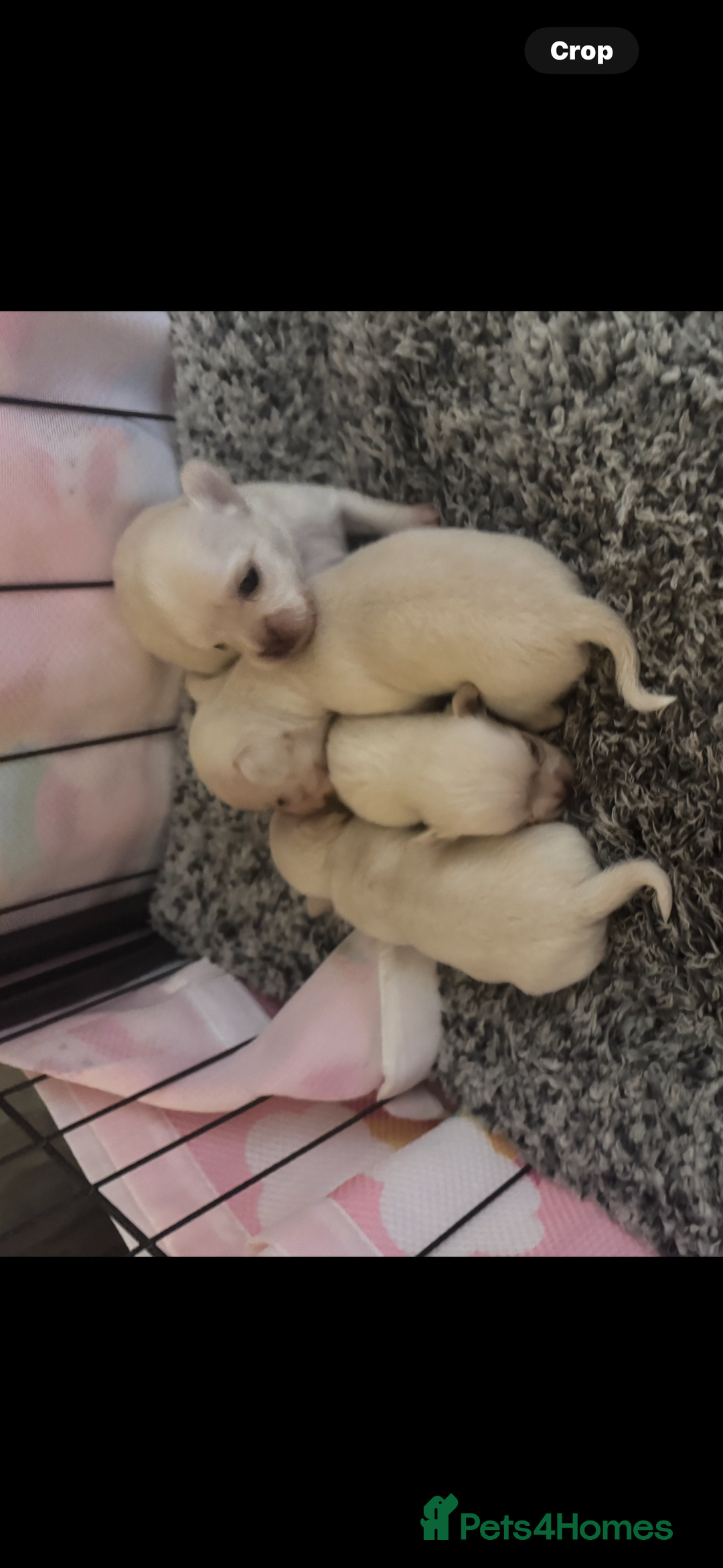 Chihuahua dogs for sale: Double chocolate platinum baby’s  - Image 38