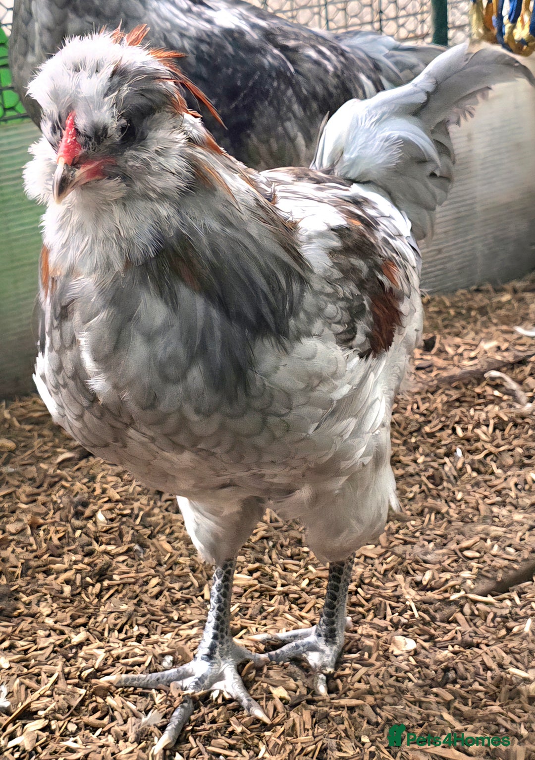 Chickens poultry for sale: Blue & red tailed bearded British Araucana - Image 10