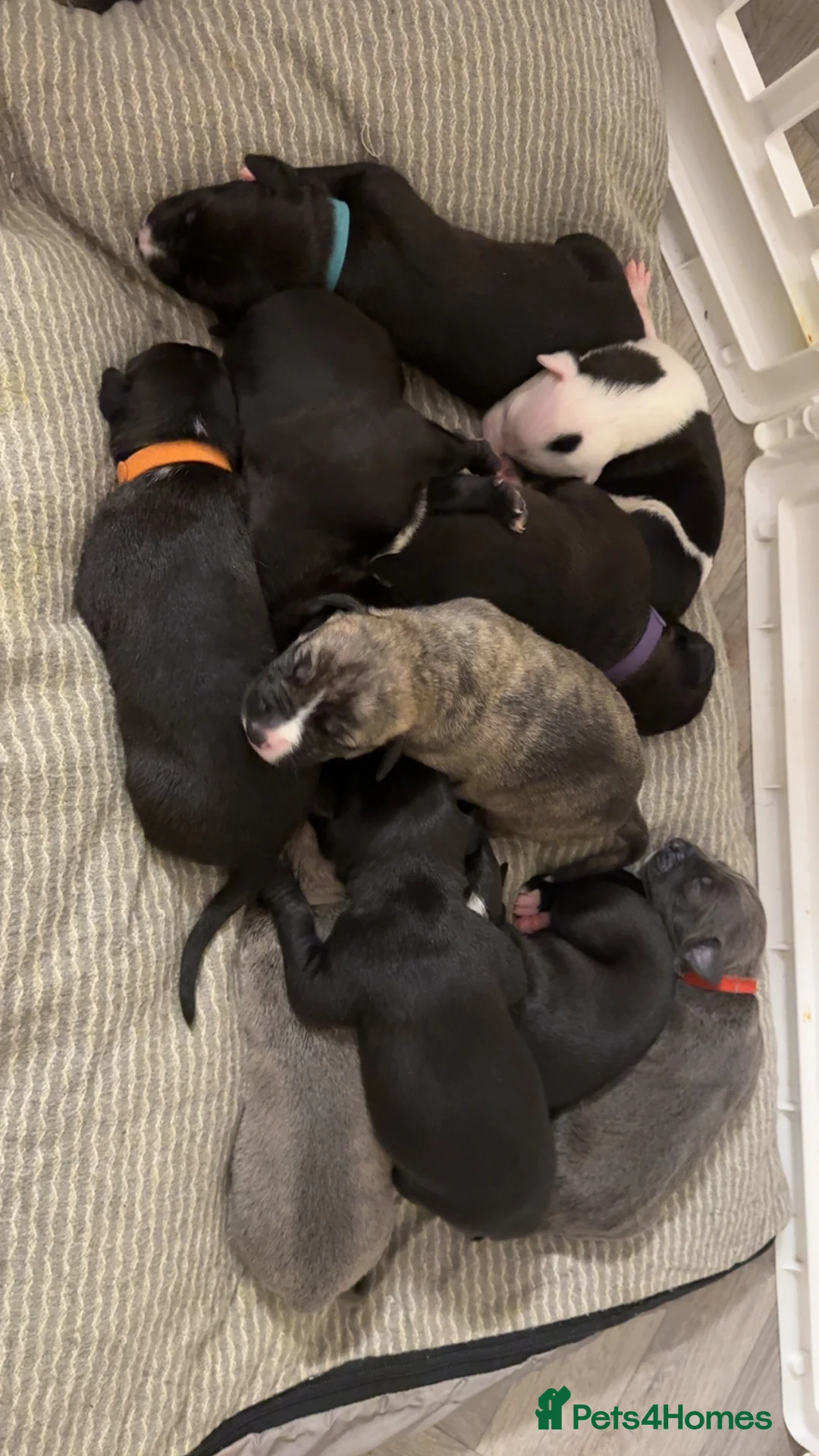 Mixed Breed dogs for sale: 75% Lurcher 25% Cane Corso Puppies - Advert 8