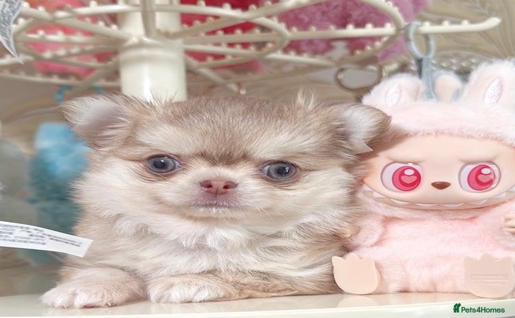 Chihuahua dogs - Advert 3