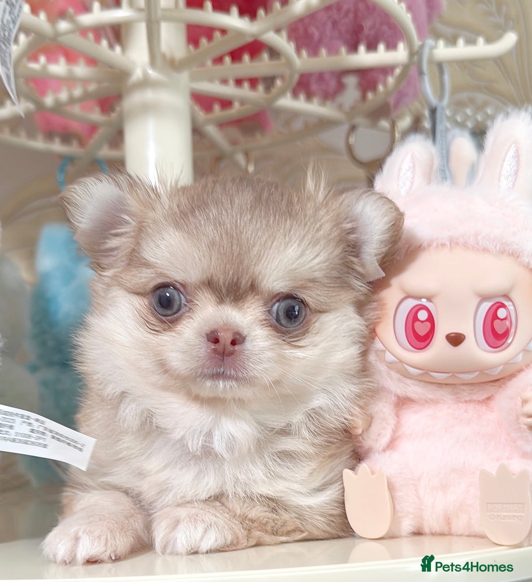 Chihuahua dogs for sale: Long haired chihuahua girl  - Image 1
