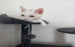Mixed Breed cats for sale: Loving boy  - Image 2