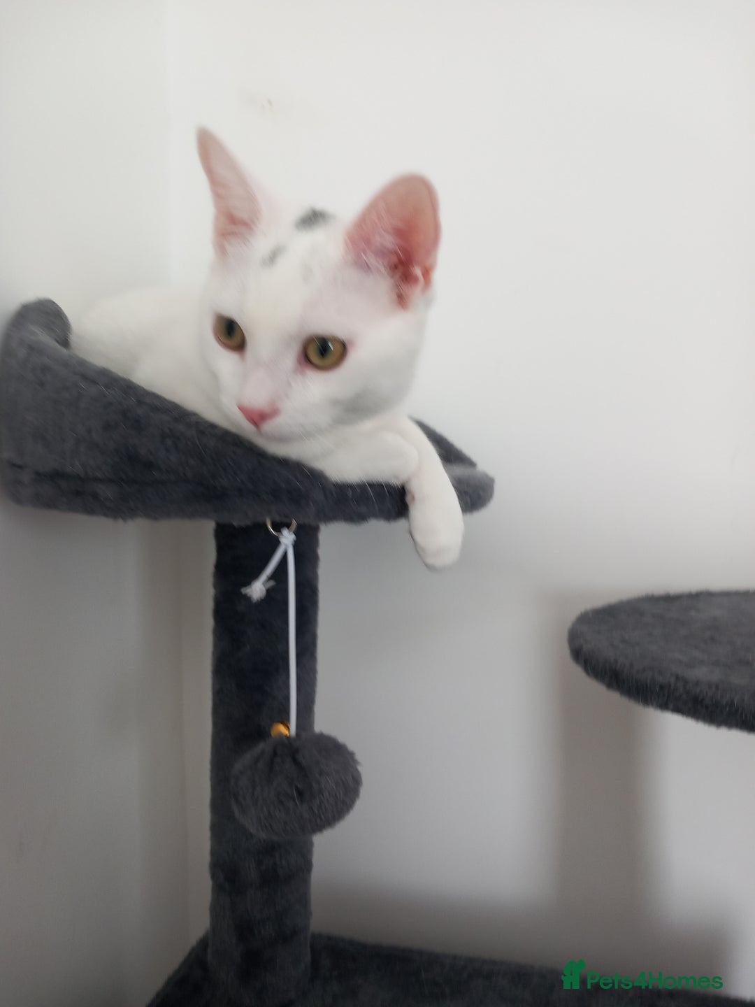 Mixed Breed cats for sale: Loving boy  - Image 2