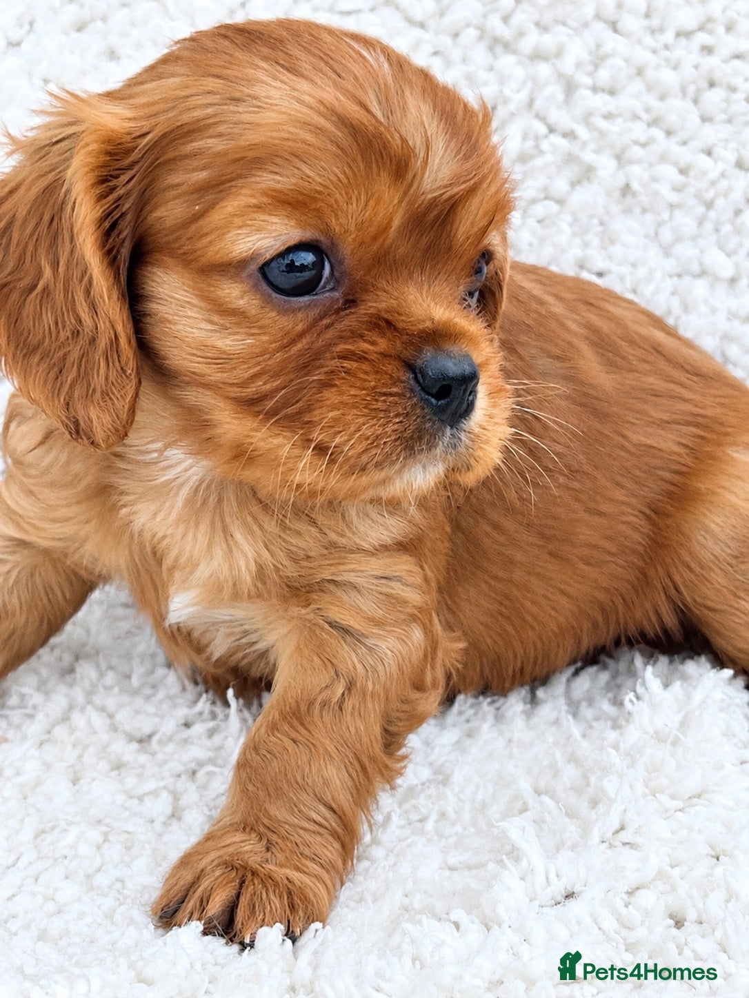 Cavalier King Charles Spaniel dogs ⭐️Gorgeous KC Chocolate Carrier Cavaliers⭐️ - Advert 1