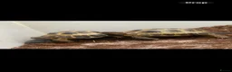 Tortoise reptiles for sale: Tilly and Toby  - Advert 6