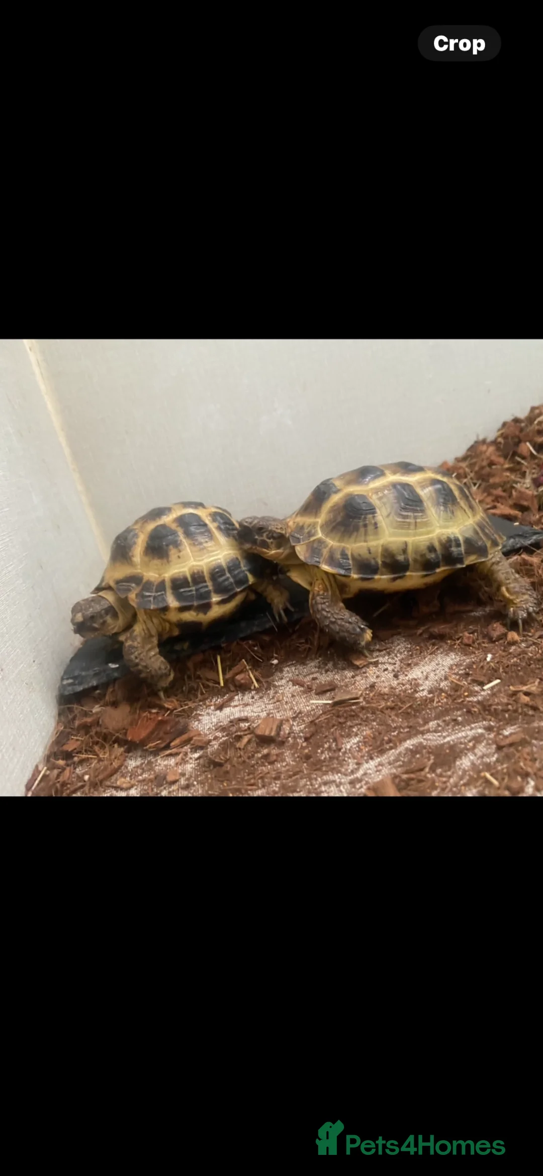 Tortoise reptiles for sale: Tilly and Toby  - Advert 6