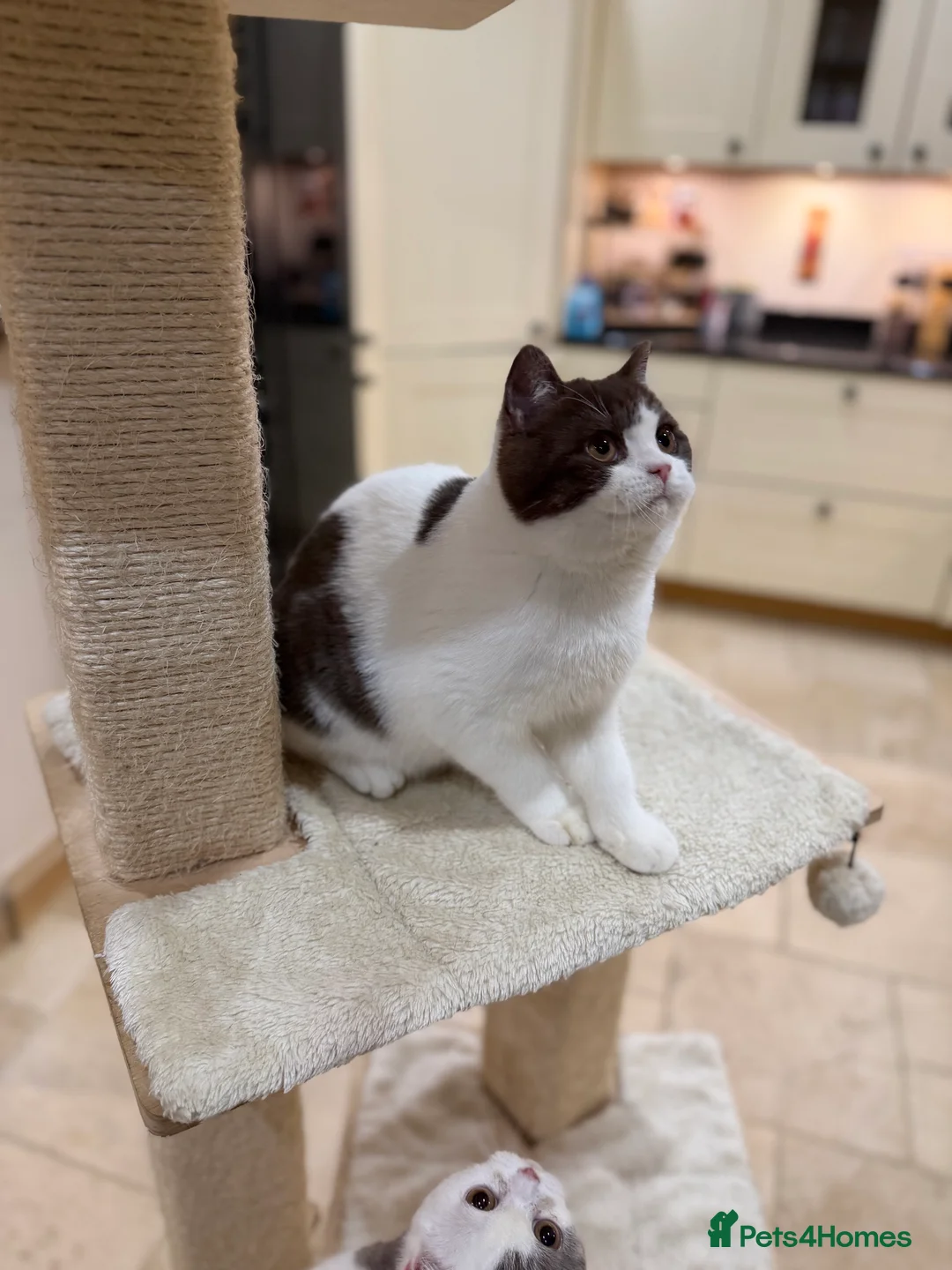 British Shorthair cats for sale: READY NOW - REGISTERED FULL PEDIGREE BSH - Advert 2