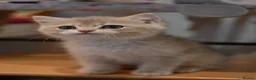 British Shorthair cats for sale: British shorthair blue golden kittens WCF/TICA - Advert 8
