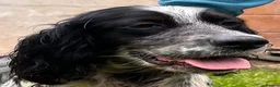English Setter dogs for adoption: Kira  in Frinton-on-Sea - Advert 8