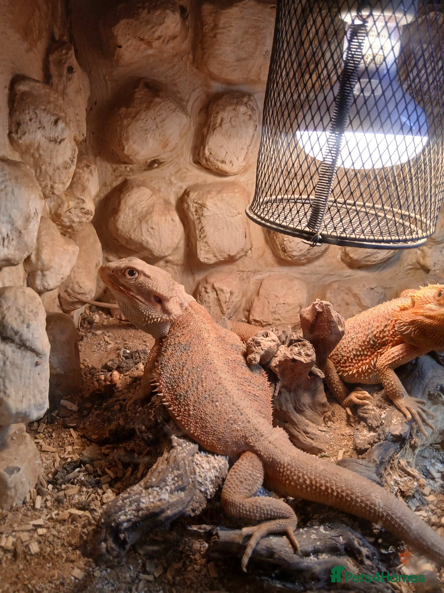 Bearded Dragon reptiles Female bearded dragon  - Advert 11