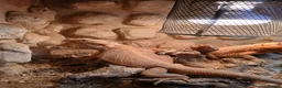 Bearded Dragon reptiles for sale: Female bearded dragon  in Hereford - Advert 1