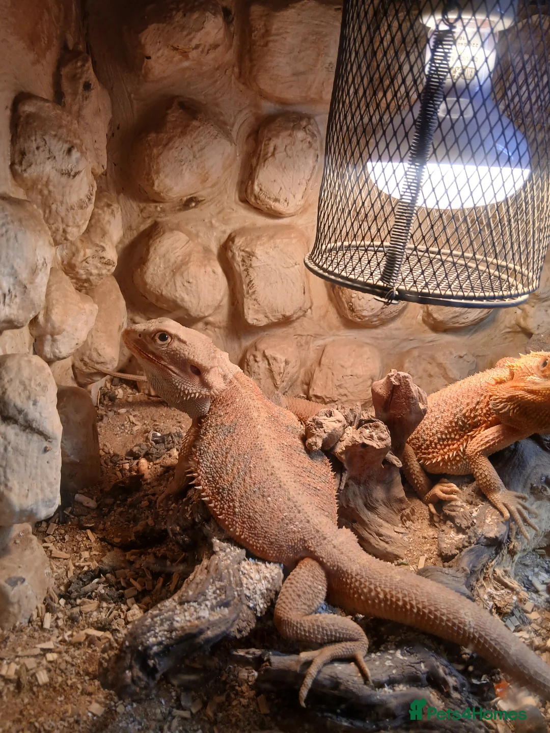 Bearded Dragon reptiles for sale: Female bearded dragon  in Hereford - Advert 1