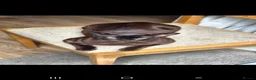 Burmese cats for sale: Burmese x - Advert 4