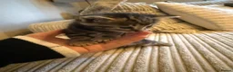 Mixed Breed cats for sale: Five mixed breed - Advert 19