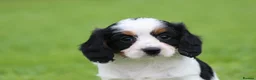 Cavapoo dogs for sale: Beautiful Cavapoo puppies for sale - Advert 26
