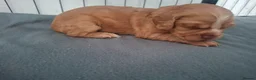 Cocker Spaniel dogs for sale: Cocker spaniel puppies - Advert 14